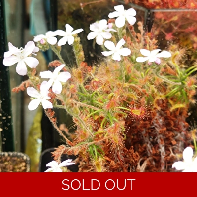 Drosera scorpioides, 10+ gemmae